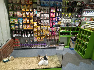 Aligator sklep zoologiczny